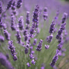 Image of Lavender Extract Drops