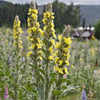 Image of Mullein Extract Herbal Drops