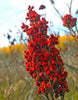 Image of Sumac Extract - Sumac Tincture - Safe Fast Easy Liquid Drops