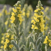 Image of Mullein Extract Herbal Drops