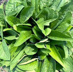 Double-Infused Wild-Crafted Comfrey Oil, 4 Fl Oz, Made to Order by Prairiewoodspr